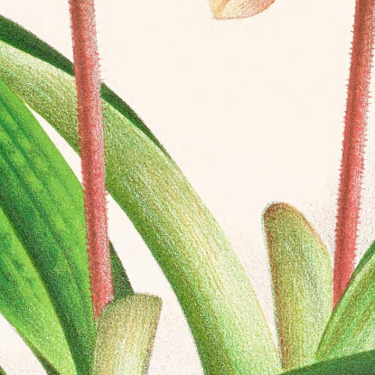 Illustrazioni Botaniche Cypripedium Oenanthum Superbum Jean Jules Linden jjl59 quadro stampato su tela