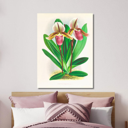 Illustrazioni Botaniche Cypripedium Orphanum Jean Jules Linden jjl60 quadro stampato su tela