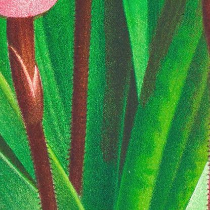 Illustrazioni Botaniche Cypripedium Orphanum Jean Jules Linden jjl60 quadro stampato su tela