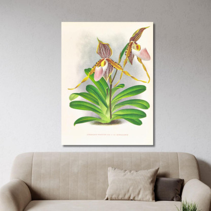 Illustrazioni Botaniche Cypripedium Praestans Var Kimballianum Jean Jules Linden jjl61 quadro stampato su tela
