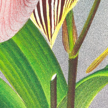 Illustrazioni Botaniche Cypripedium Praestans Var Kimballianum Jean Jules Linden jjl61 quadro stampato su tela