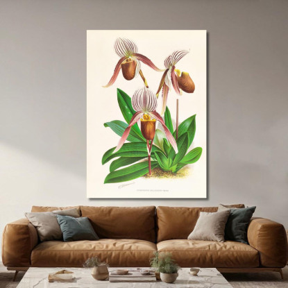 Illustrazioni Botaniche Cypripedium Selligerum Majus Jean Jules Linden jjl64 quadro stampato su tela