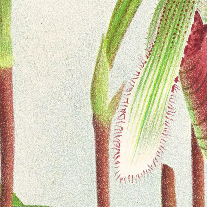 Illustrazioni Botaniche Cypripedium Superbiens Jean Jules Linden jjl65 quadro stampato su tela