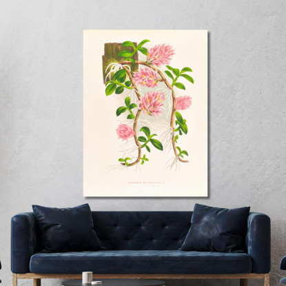 Illustrazioni Botaniche Dendrobium Bracteosum Jean Jules Linden jjl68 quadro stampato su tela