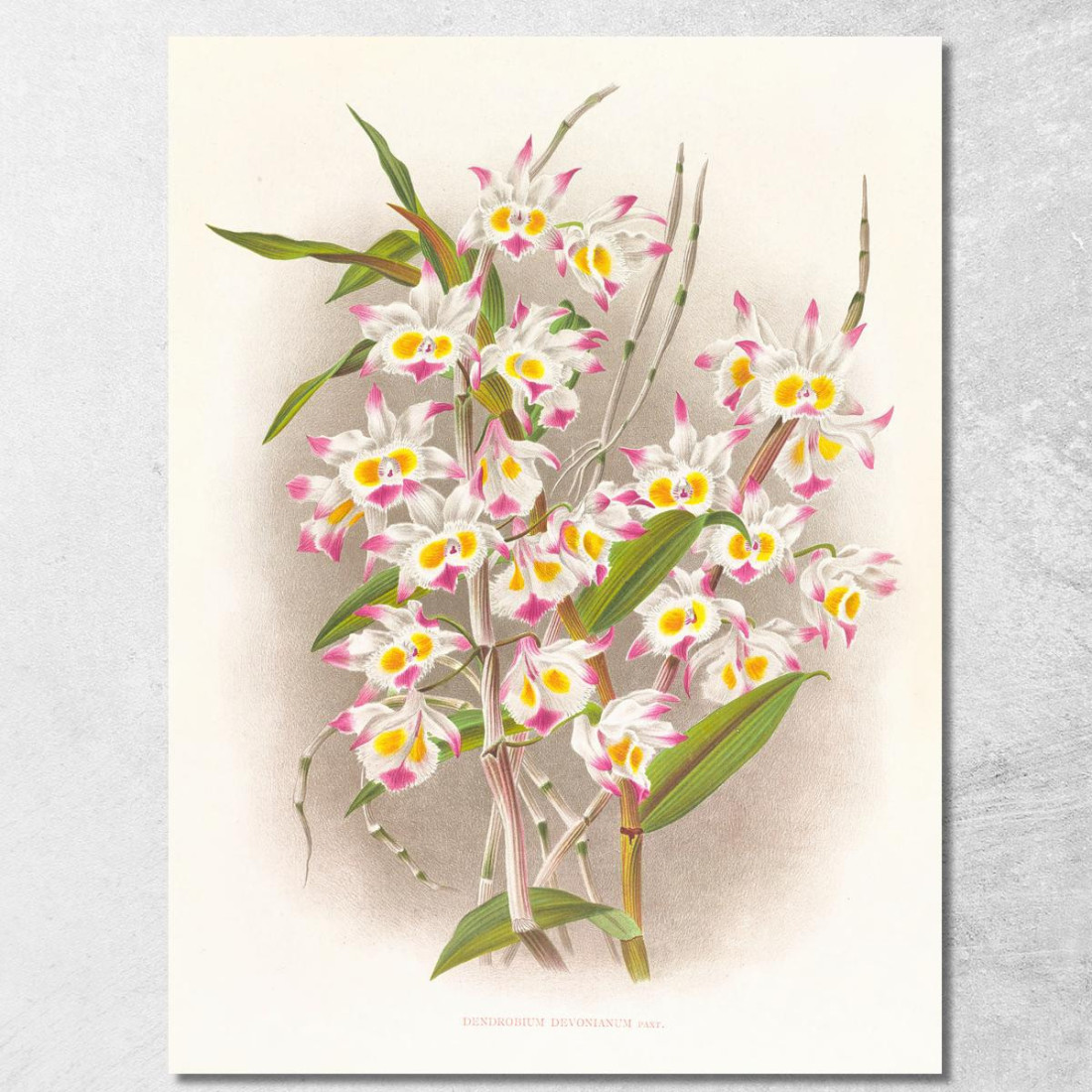 Illustrazioni Botaniche Dendrobium Devonianum Jean Jules Linden jjl70 quadro stampato su tela Illustrazioni Botaniche Dendrobium Devonianum Jean Jules Linden jjl70 quadro stampato su tela