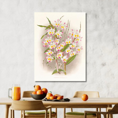 Illustrazioni Botaniche Dendrobium Devonianum Jean Jules Linden jjl70 quadro stampato su tela