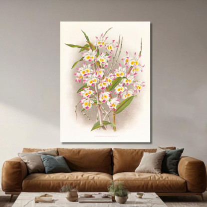 Illustrazioni Botaniche Dendrobium Devonianum Jean Jules Linden jjl70 quadro stampato su tela