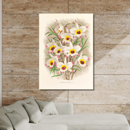 Illustrazioni Botaniche Dendrobium Falconeri Jean Jules Linden jjl71 quadro stampato su tela