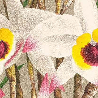 Illustrazioni Botaniche Dendrobium Falconeri Jean Jules Linden jjl71 quadro stampato su tela