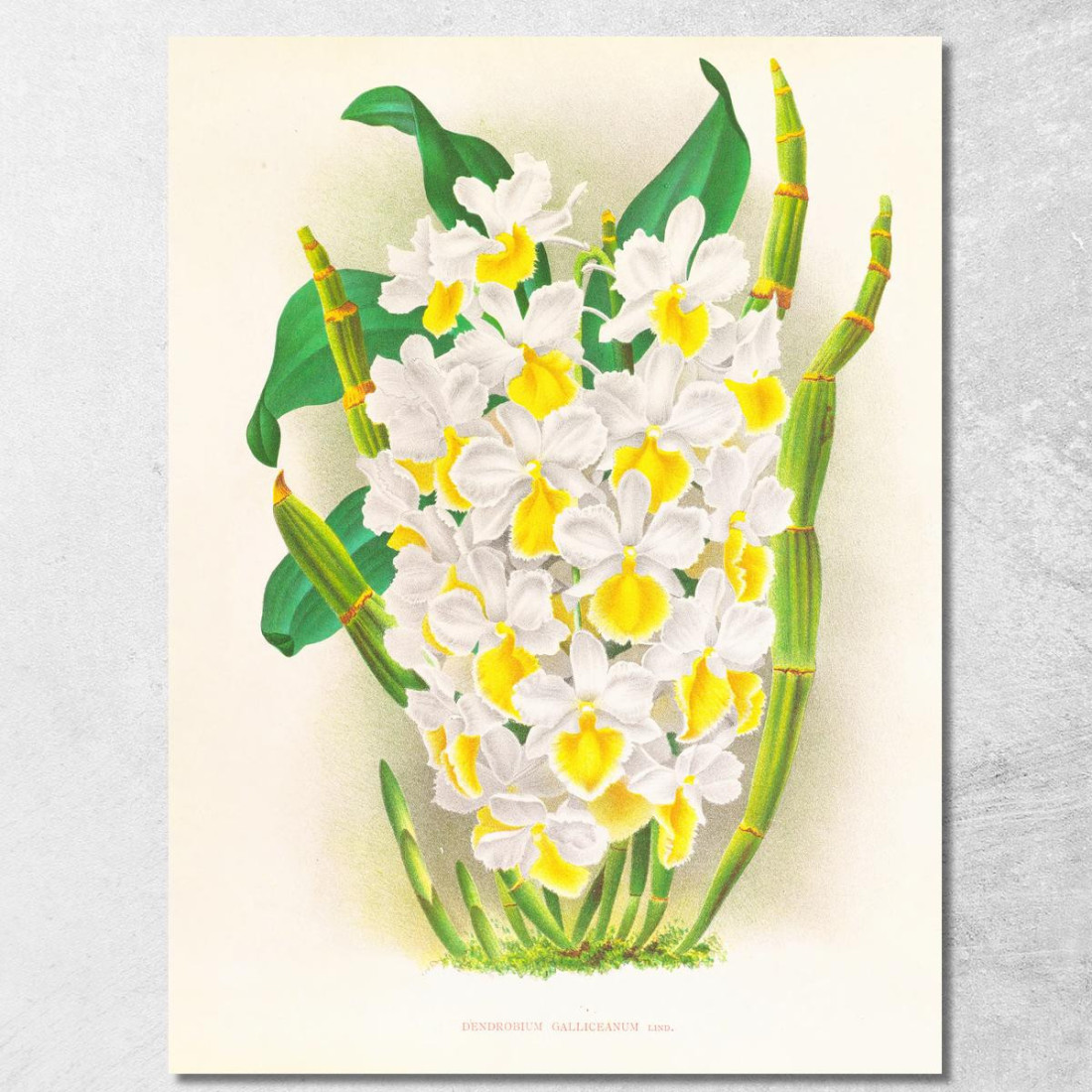 Illustrazioni Botaniche Dendrobium Galliceanum Jean Jules Linden jjl72 quadro stampato su tela Illustrazioni Botaniche Dendrobium Galliceanum Jean Jules Linden jjl72 quadro stampato su tela