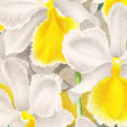 Illustrazioni Botaniche Dendrobium Galliceanum Jean Jules Linden jjl72 quadro stampato su tela