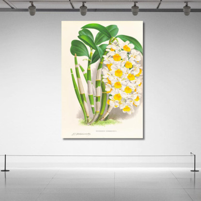 Illustrazioni Botaniche Dendrobium Thyrsiflorum Jean Jules Linden jjl79 quadro stampato su tela