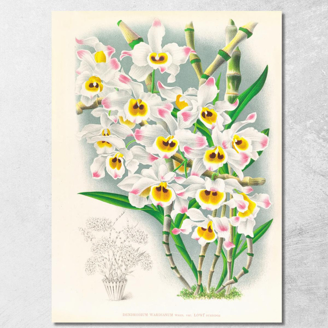 Illustrazioni Botaniche Dendrobium Wardianum Jean Jules Linden jjl80 quadro stampato su tela Illustrazioni Botaniche Dendrobium Wardianum Jean Jules Linden jjl80 quadro stampato su tela