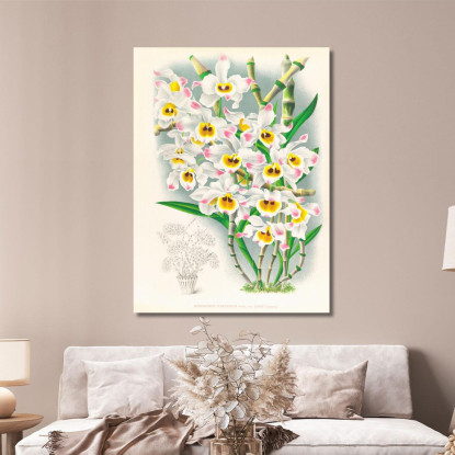Illustrazioni Botaniche Dendrobium Wardianum Jean Jules Linden jjl80 quadro stampato su tela