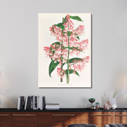 Illustrazioni Botaniche Epidendrum Paniculatum Jean Jules Linden jjl82 quadro stampato su tela
