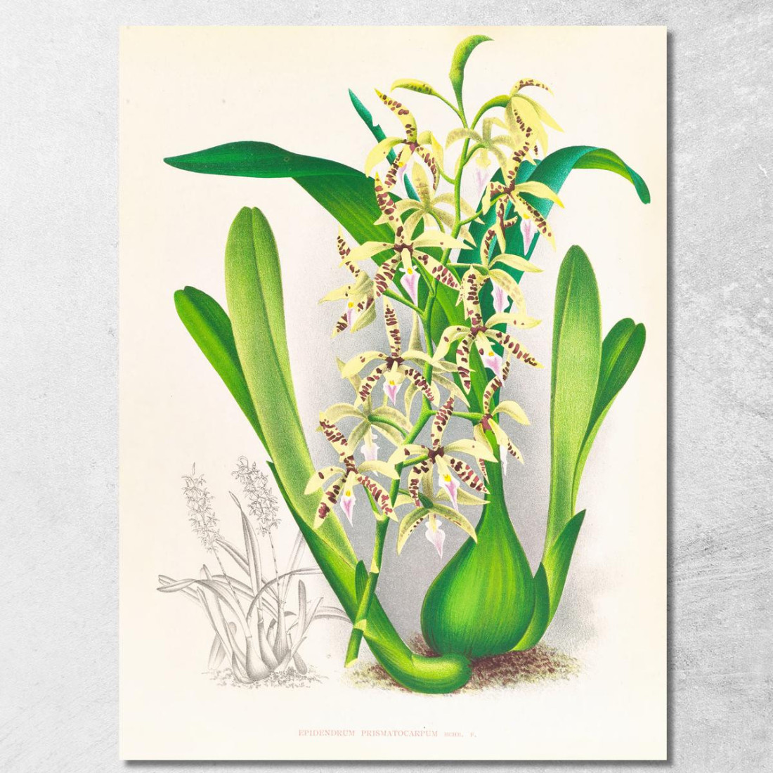 Illustrazioni Botaniche Epidendrum Prismatocarpum Jean Jules Linden jjl83 quadro stampato su tela Illustrazioni Botaniche Epidendrum Prismatocarpum Jean Jules Linden jjl83 quadro stampato su tela