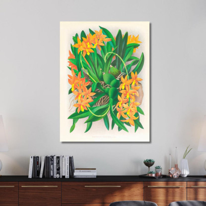 Illustrazioni Botaniche Epidendrum Vitellinum Jean Jules Linden jjl84 quadro stampato su tela