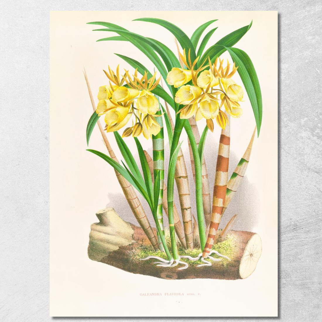 Illustrazioni Botaniche Galeandra Flaveola Jean Jules Linden jjl85 quadro stampato su tela Illustrazioni Botaniche Galeandra Flaveola Jean Jules Linden jjl85 quadro stampato su tela