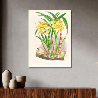 Illustrazioni Botaniche Galeandra Flaveola Jean Jules Linden jjl85 quadro stampato su tela