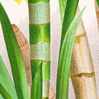 Illustrazioni Botaniche Galeandra Flaveola Jean Jules Linden jjl85 quadro stampato su tela