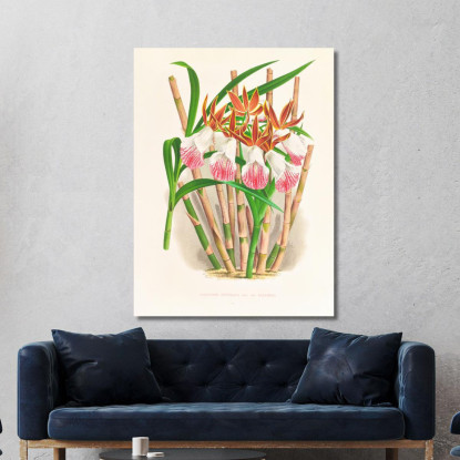 Illustrazioni Botaniche Galendra Devoniana Jean Jules Linden jjl86 quadro stampato su tela