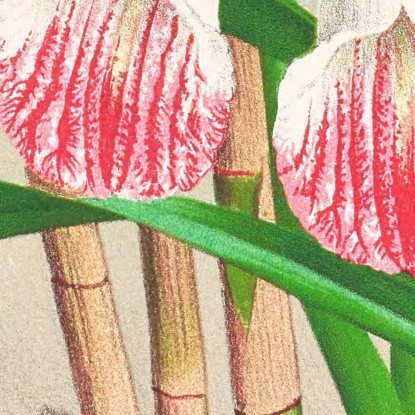 Illustrazioni Botaniche Galendra Devoniana Jean Jules Linden jjl86 quadro stampato su tela