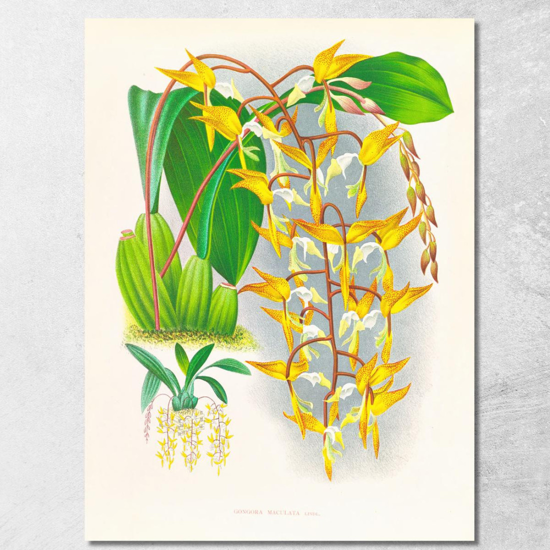 Illustrazioni Botaniche Gongora Maculata Jean Jules Linden jjl87 quadro stampato su tela Illustrazioni Botaniche Gongora Maculata Jean Jules Linden jjl87 quadro stampato su tela