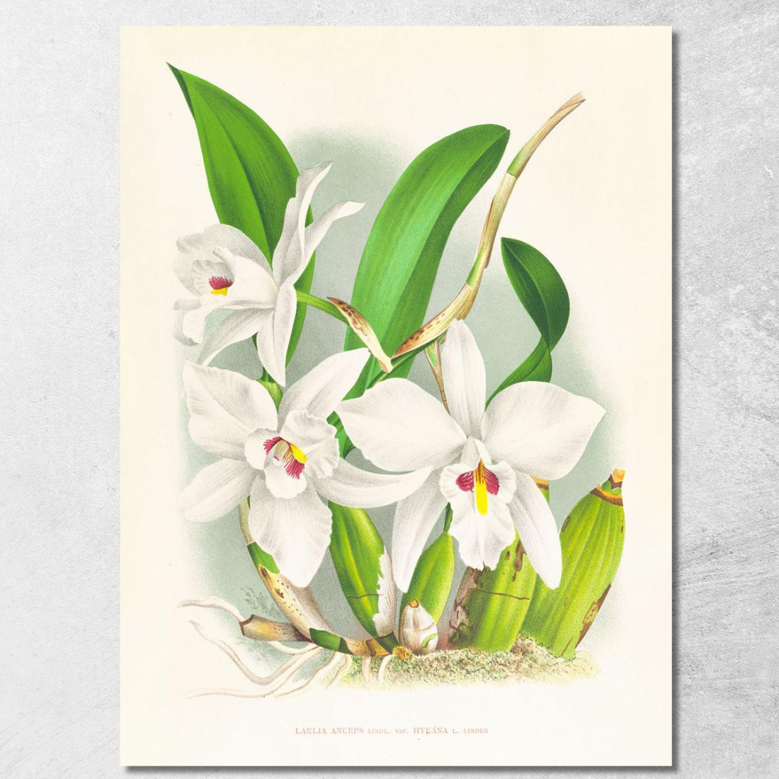Illustrazioni Botaniche Laelia Anceps Var Hyeana Jean Jules Linden jjl89 quadro stampato su tela Illustrazioni Botaniche Laelia Anceps Var Hyeana Jean Jules Linden jjl89 quadro stampato su tela