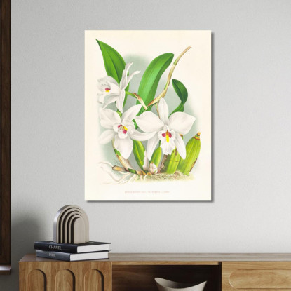 Illustrazioni Botaniche Laelia Anceps Var Hyeana Jean Jules Linden jjl89 quadro stampato su tela