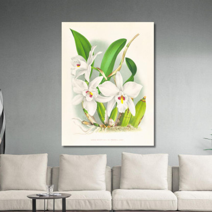 Illustrazioni Botaniche Laelia Anceps Var Hyeana Jean Jules Linden jjl89 quadro stampato su tela