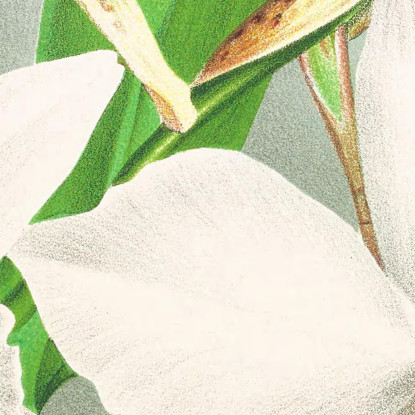 Illustrazioni Botaniche Laelia Anceps Var Hyeana Jean Jules Linden jjl89 quadro stampato su tela