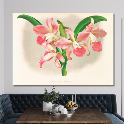 Illustrazioni Botaniche Laella Elegans Var Houtteana Jean Jules Linden jjl91 quadro stampato su tela