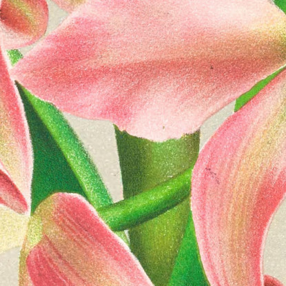 Illustrazioni Botaniche Laella Elegans Var Houtteana Jean Jules Linden jjl91 quadro stampato su tela