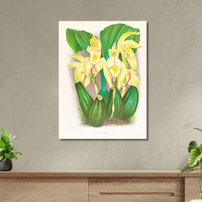 Illustrazioni Botaniche Lycaste Costata Jean Jules Linden jjl92 quadro stampato su tela