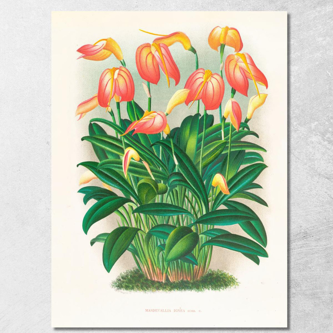 Illustrazioni Botaniche Masdevallia Ignea Jean Jules Linden jjl94 quadro stampato su tela Illustrazioni Botaniche Masdevallia Ignea Jean Jules Linden jjl94 quadro stampato su tela