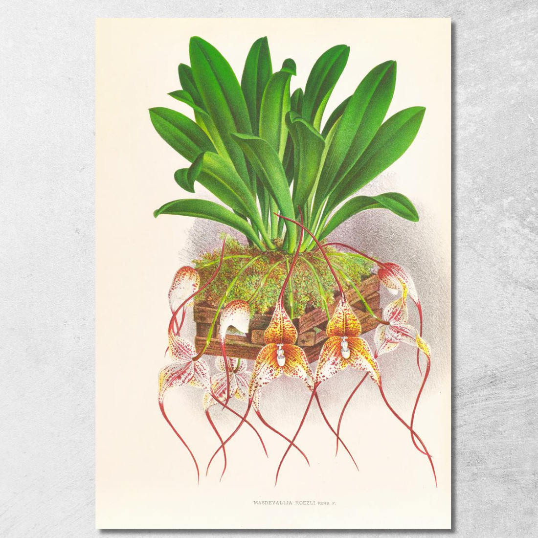 Illustrazioni Botaniche Masdevallia Roezli Jean Jules Linden jjl97 quadro stampato su tela Illustrazioni Botaniche Masdevallia Roezli Jean Jules Linden jjl97 quadro stampato su tela