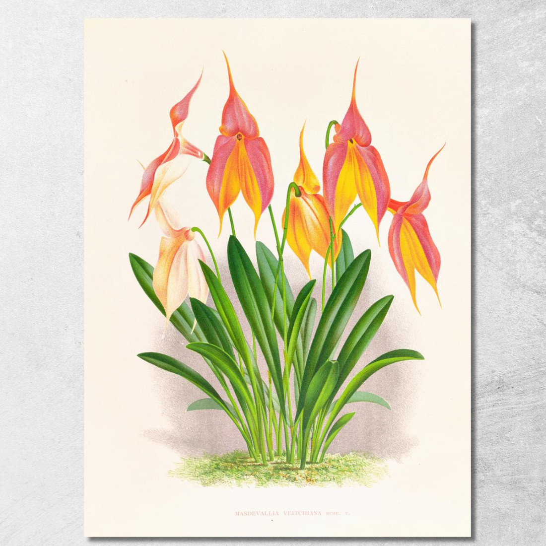 Illustrazioni Botaniche Masdevallia Veitchiana Jean Jules Linden jjl98 quadro stampato su tela Illustrazioni Botaniche Masdevallia Veitchiana Jean Jules Linden jjl98 quadro stampato su tela