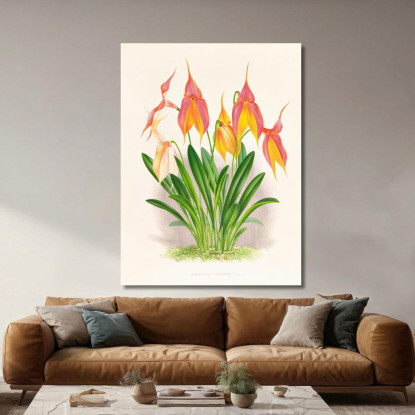 Illustrazioni Botaniche Masdevallia Veitchiana Jean Jules Linden jjl98 quadro stampato su tela