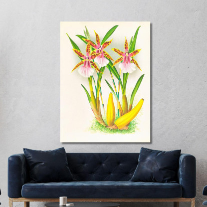 Illustrazioni Botaniche Miltonia Blunti Jean Jules Linden jjl100 quadro stampato su tela