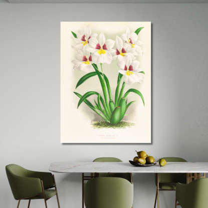 Illustrazioni Botaniche Miltonia Roezli Jean Jules Linden jjl101 quadro stampato su tela