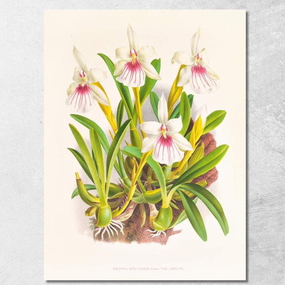 Illustrazioni Botaniche Miltonia Spectabilis Jean Jules Linden jjl102 quadro stampato su tela Illustrazioni Botaniche Miltonia Spectabilis Jean Jules Linden jjl102 quadro stampato su tela