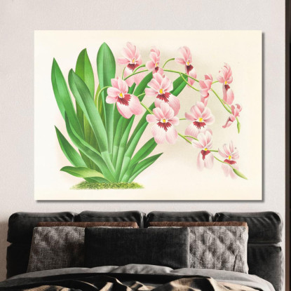 Illustrazioni Botaniche Miltonia Vexillaria Jean Jules Linden jjl103 quadro stampato su tela