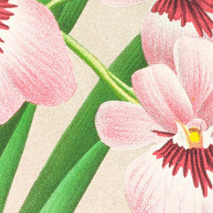 Illustrazioni Botaniche Miltonia Vexillaria Jean Jules Linden jjl103 quadro stampato su tela