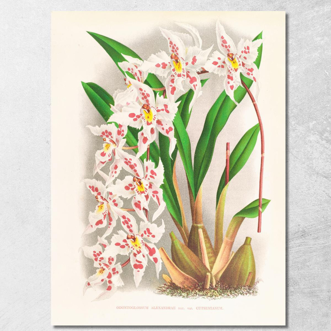 Illustrazioni Botaniche Odontoglossum Alexandrae Var Cutsemianum Jean Jules Linden jjl104 quadro stampato su tela Illustrazioni Botaniche Odontoglossum Alexandrae Var Cutsemianum Jean Jules Linden jjl104 quadro stampato su tela