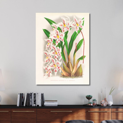 Illustrazioni Botaniche Odontoglossum Alexandrae Var Cutsemianum Jean Jules Linden jjl104 quadro stampato su tela