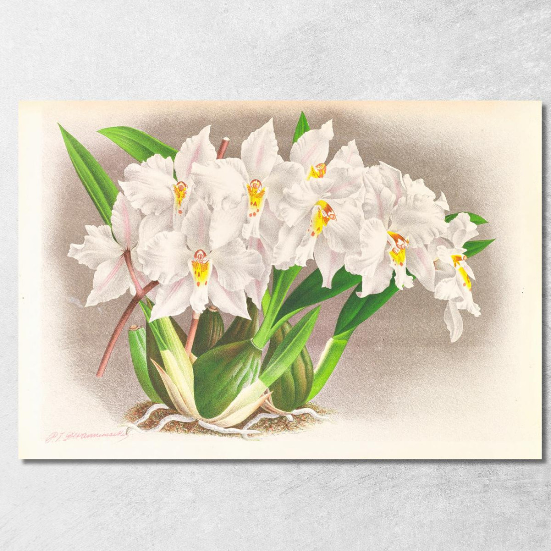 Illustrazioni Botaniche Odontoglossum Alexandrae Jean Jules Linden jjl105 quadro stampato su tela Illustrazioni Botaniche Odontoglossum Alexandrae Jean Jules Linden jjl105 quadro stampato su tela