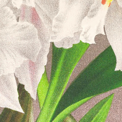Illustrazioni Botaniche Odontoglossum Alexandrae Jean Jules Linden jjl105 quadro stampato su tela