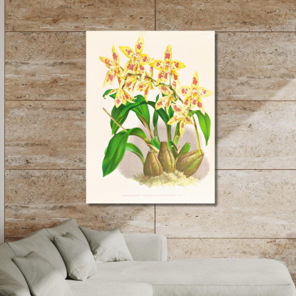 Illustrazioni Botaniche Odontoglossum Coradinei Var Grandiflorum Jean Jules Linden jjl107 quadro stampato su tela