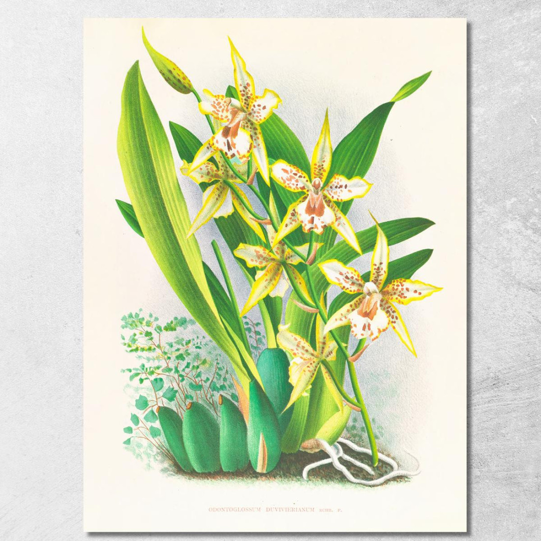 Illustrazioni Botaniche Odontoglossum Duvivierianum Jean Jules Linden jjl108 quadro stampato su tela Illustrazioni Botaniche Odontoglossum Duvivierianum Jean Jules Linden jjl108 quadro stampato su tela