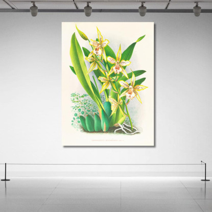 Illustrazioni Botaniche Odontoglossum Duvivierianum Jean Jules Linden jjl108 quadro stampato su tela